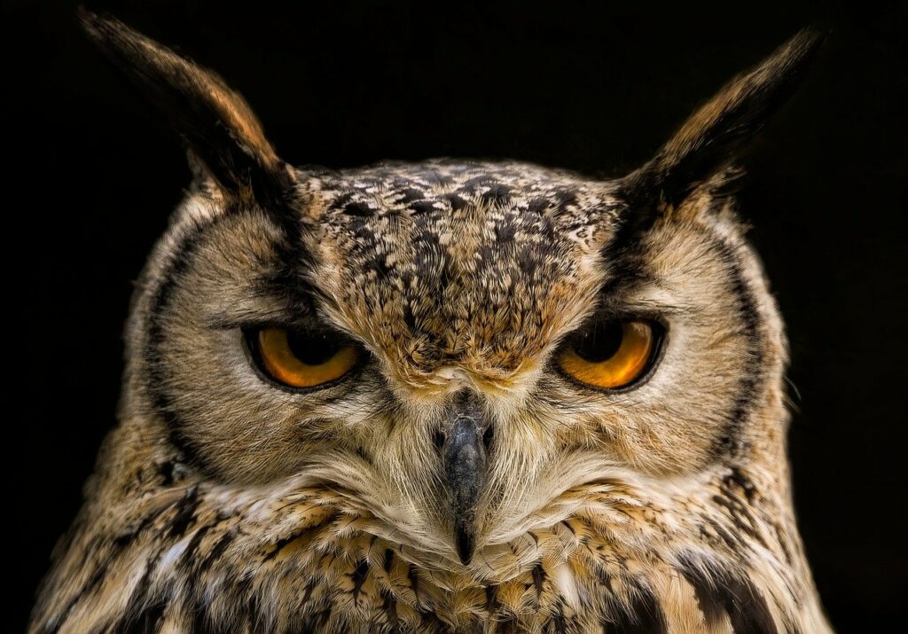 owl, eagle owl, eurasian eagle owl-8285565.jpg